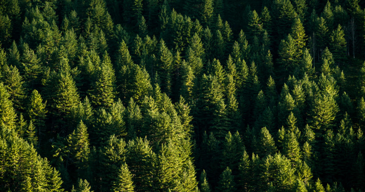 Wood Energy and French Forest Management | Planète Énergies